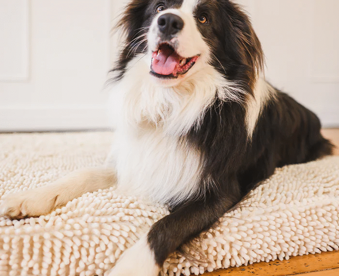 The Ultimate Guide to Choosing the Best Calming Pet Bed for Your Furry Friend